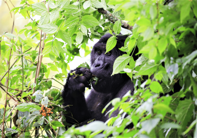 3-Day Encounter with Gorillas and Lake Bunyonyi Safari
