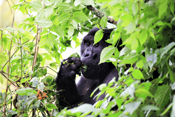 3-Day Encounter with Gorillas and Lake Bunyonyi Safari
