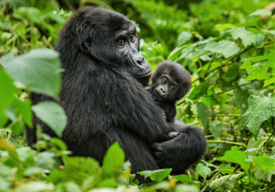 3-Day Gorilla Trekking and Mountain Biking at Lake Kivu