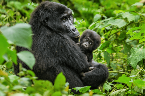 3-Day Gorilla Flying Luxury Safari Uganda