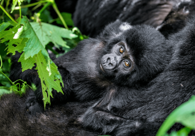 7 Days, 6 nights; Uganda Gorilla and Game Safari with Arrival & Departure via ENTEBBE