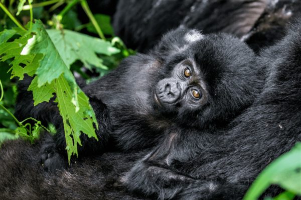 7 Days, 6 nights; Uganda Gorilla and Game Safari with Arrival & Departure via ENTEBBE