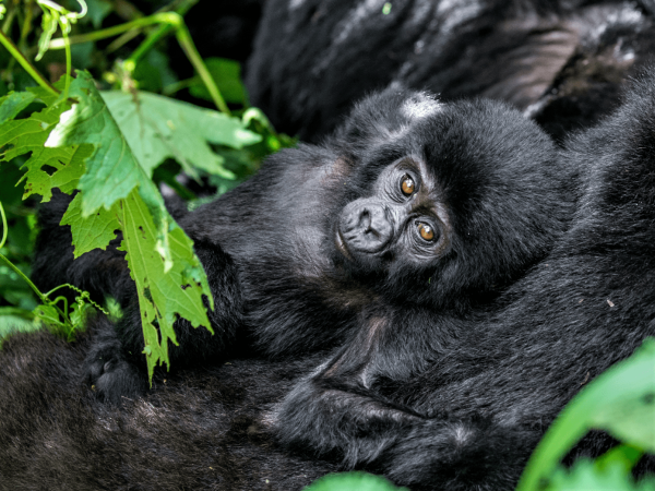 Gorillas in the Mist – Rwanda Signature Tour