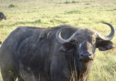 8-Day Luxury Safari Across Iconic Parks and Reserves