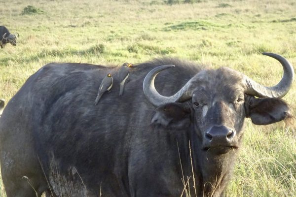 8-Day Luxury Safari Across Iconic Parks and Reserves