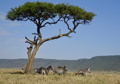 8 Days Kenya Safari Adventure with Carlifonia Tours and Travel
