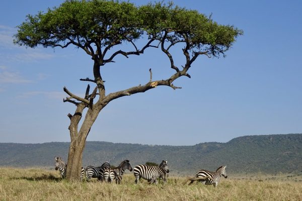 8 Days Kenya Safari Adventure with Carlifonia Tours and Travel
