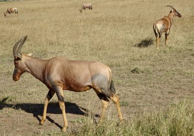 6 Days Mt Kenya Trekking Burguret Route