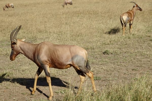 6 Days Mt Kenya Trekking Burguret Route