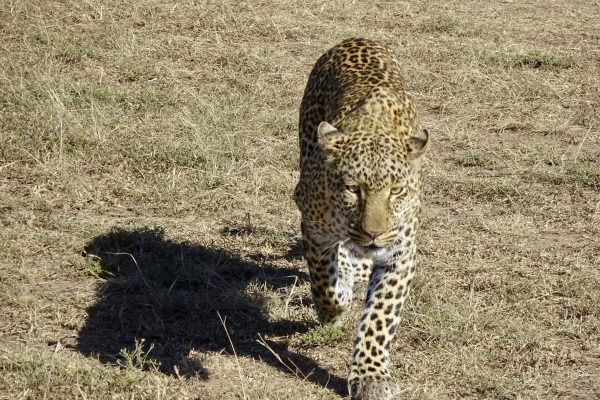 6-Day Short Uganda Willdlife Safari