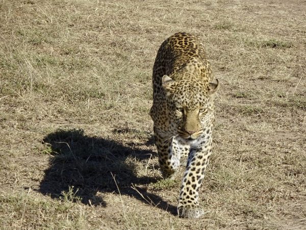 Wings over Namibia Safari