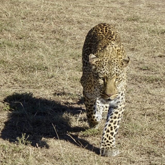 6-Day Short Uganda Willdlife Safari