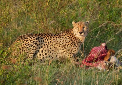 Masai Mara, Homa Bay, Ruma National Park, Kisumu and Kakamega Rain Forest with Carlifonia Tour and Travel