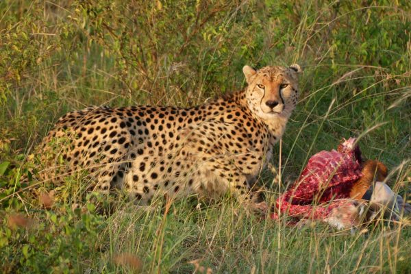 Masai Mara, Homa Bay, Ruma National Park, Kisumu and Kakamega Rain Forest with Carlifonia Tour and Travel