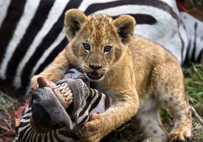 3-Day Luxury Safari Inside Nyerere NP (Selous)