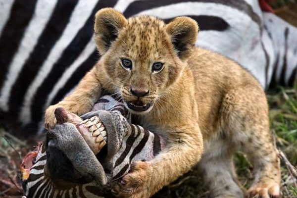 12 Days Uganda: Exploring the Wild West