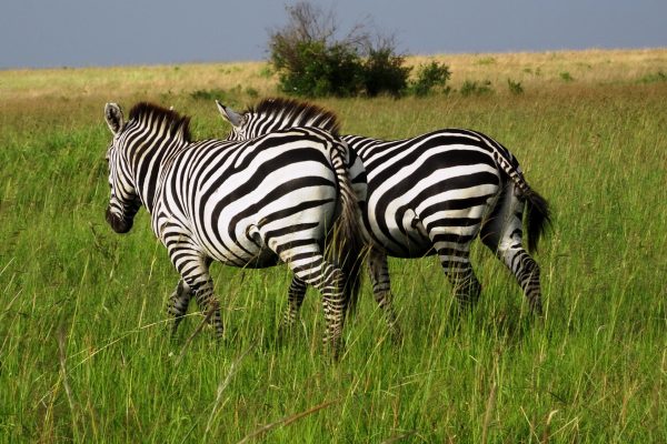 3-Day Masai Mara Safari Overview ( Carlifonia Tours and Travel)