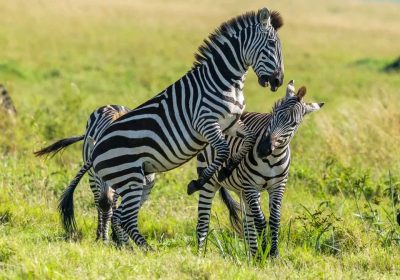 3-Day Akagera Safari