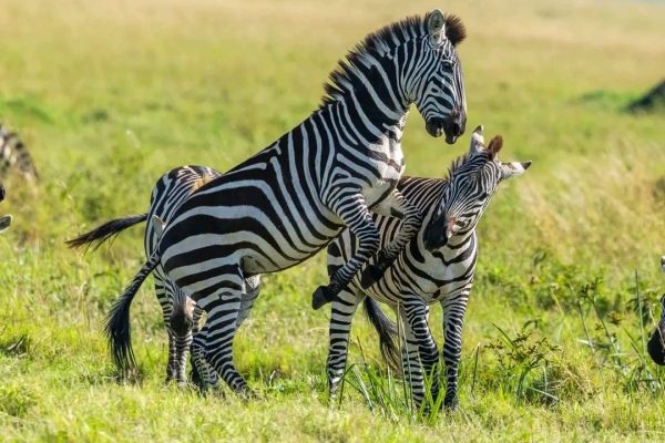 3-Day Akagera Safari