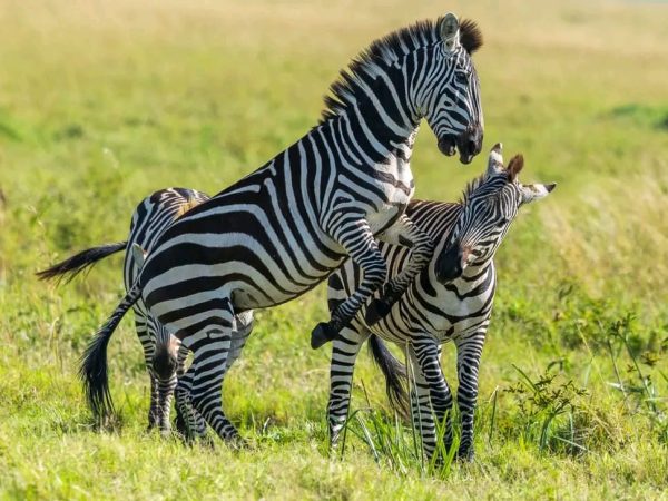 Journeys 101: Untamed Wilderness Safari