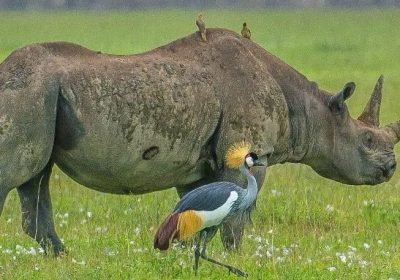 5-Day Great Migration-River Crossing