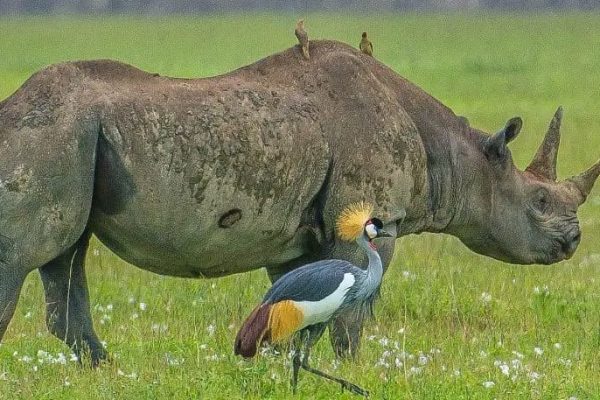 5-Day Great Migration-River Crossing