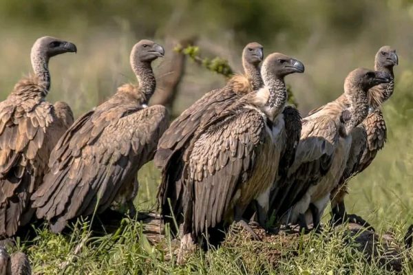 10-Day Wildlife and Culture Wonders of Uganda