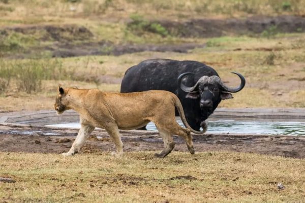 8-Day Game Safari in Rwanda