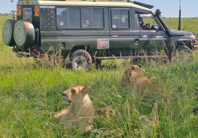 5-Day Tsavo Amboseli and Saltlick Safari Experience
