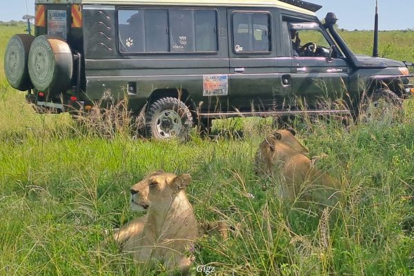 5-Day Tsavo Amboseli and Saltlick Safari Experience