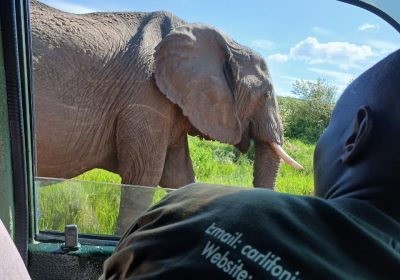 8-Day Uganda Wildlife Adventure Safari with Gorillas