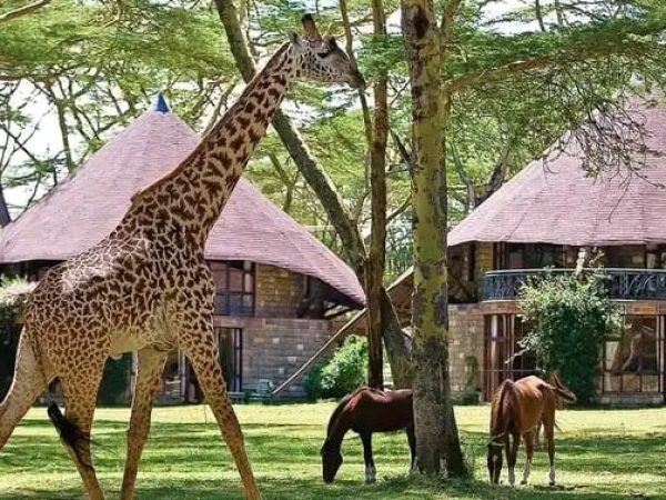 Journeys 105: I Dreamt of Africa