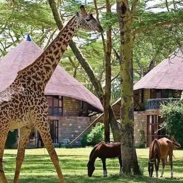 Journeys 105: I Dreamt of Africa