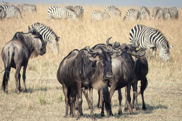 Journeys 103: Wild Wild Wet safari