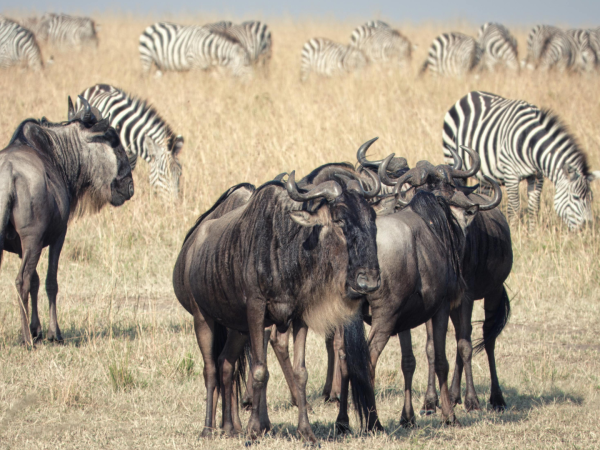 Journeys 103: Wild Wild Wet safari