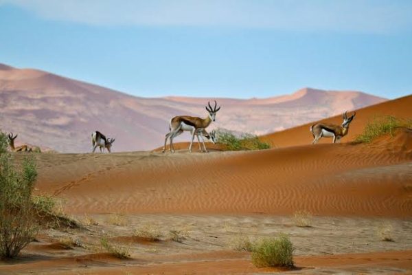 Dunes Collide with the Atlantic Wild