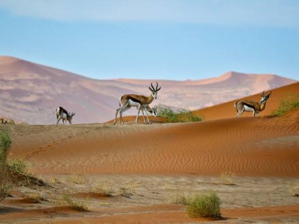 Dunes Collide with the Atlantic Wild