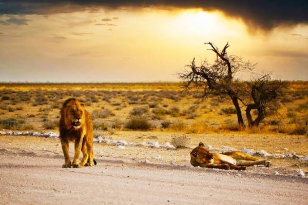 Wings over Namibia Safari