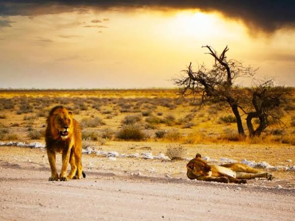 Wings over Namibia Safari