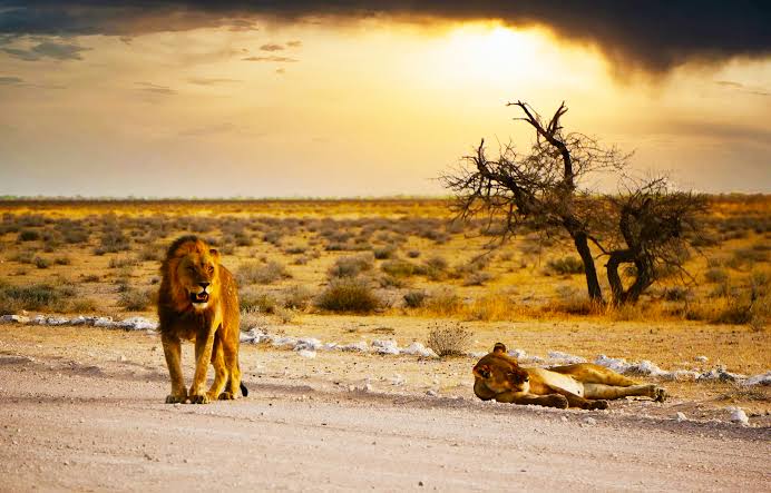 Wings over Namibia Safari
